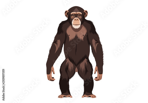 Canvas Print A chimpanzee in a standing position.