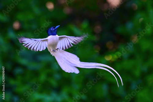 hummingbird and flower