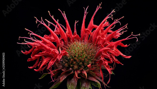 Foto A vibrant red bee balm flower with spiky, tubular petals and a textured central