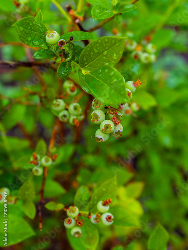 Green unripe blueberry on the plant in summer garden. Selective focus. Shallow depth of field.