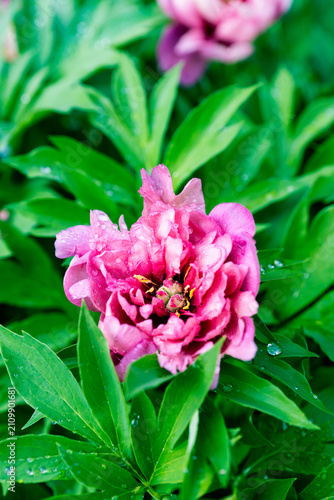 Macro of pink-purple Peony Pink Ardour. Close up. Selective focus.