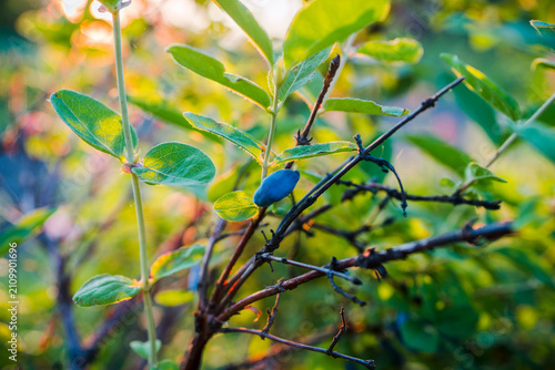 Honeysuckle branch with ripe berries in golden sunset light. Selective focus.