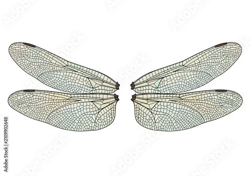 Φωτογραφία Transparent Insect Wings Isolated on White.