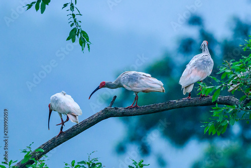 Konstfotografi great blue heron ardea cinerea