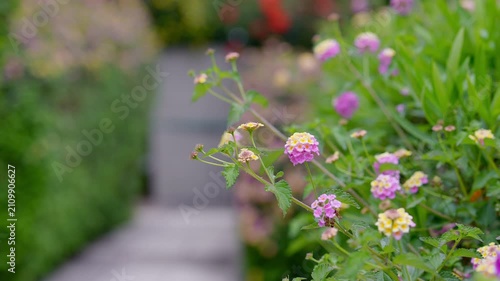Honey bee collecting nectar from purple and yellow lantana flowers