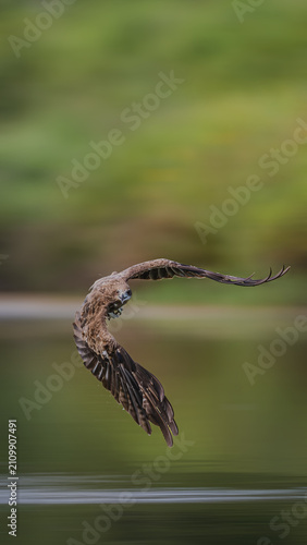 common buzzard buteo