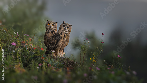 Canvas Print eagle owl in the grass