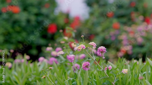 Pink lantana flowers gently swaying in the breeze