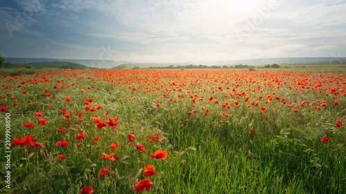Close up slider shot moving smoothly right along beautiful blooming red poppy flowers in a field at sunset. Cinematic countryside nature footage under a blue sky with bright sunburst for summer travel