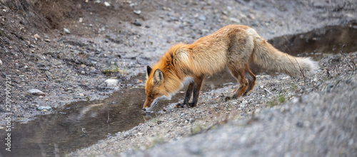 Cuadro en lienzo The red fox (Vulpes vulpes) is widespread throughout Norway - here in the area a