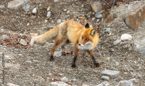Fotografie The red fox (Vulpes vulpes) is widespread throughout Norway - here in the area a