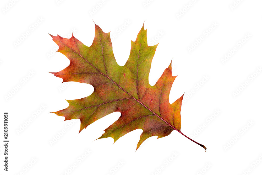 Fototapeta premium Oak tree leaf with autumn colors, isolated on white background