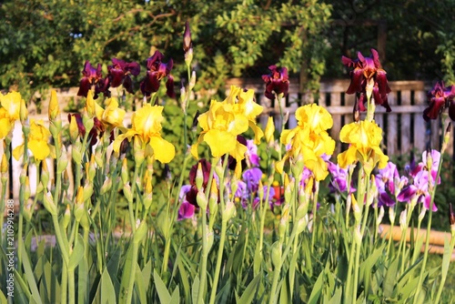 Fotografie Multicolored irises bloom in the rays of the sun.