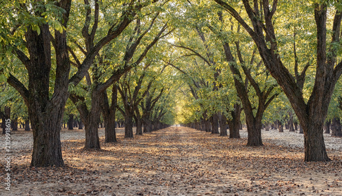 Foto A long alley of walnut trees with green leaves forming a canopy over a dry dirt
