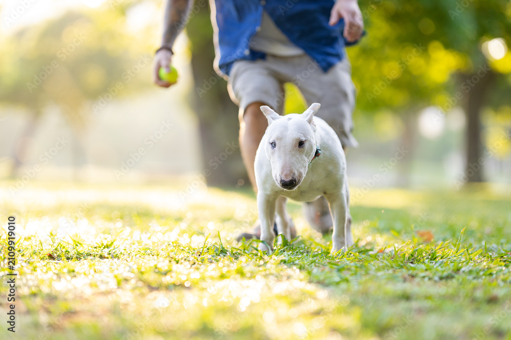 Photography Poster Old bull terrier walks alongside owner in a