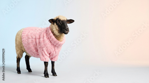 Black faced sheep wearing a pink sweater on pastel background, cozy farm fashion concept