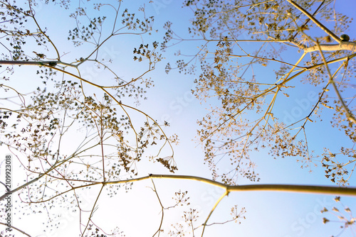 Bild auf Leinwand Dried hemlock umbels branch outward in skeletal patterns against blue sky