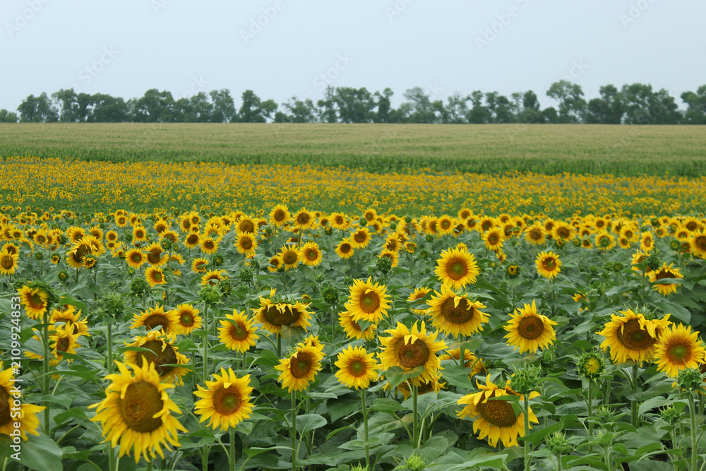 Obraz premium Wide Sunflower Field in Bloom Ukraine