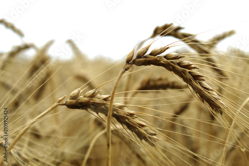 Konstfotografi Close Up of Golden Ripe Wheat Spikelets