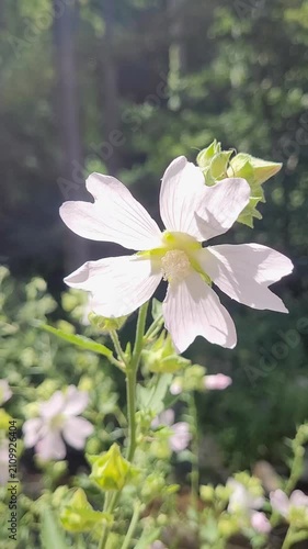 Garden tree mallow (Malva thuringiaca)