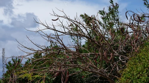 Carob tree branches with ripe pods swaying in the strong wind