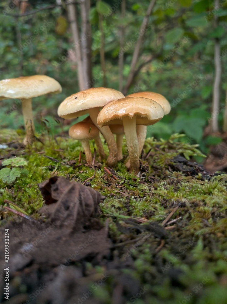 Fototapeta premium mushroom in the forest