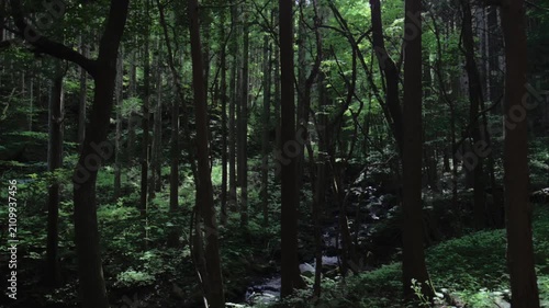 木漏れ日が差し込む渓流沿いの森林 シネマティックな自然風景