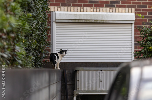Homeless black and white cat walk alone on the suburb of  tokyo
