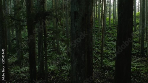深い杉林を静かに抜けるシネマティックな森林映像