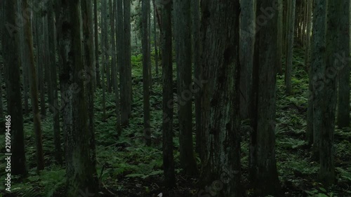 静寂な杉林を滑るように横移動するシネマティックな森林映像