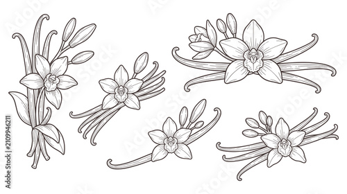 Vanilla flowers and spice pods line art drawings vector collection.