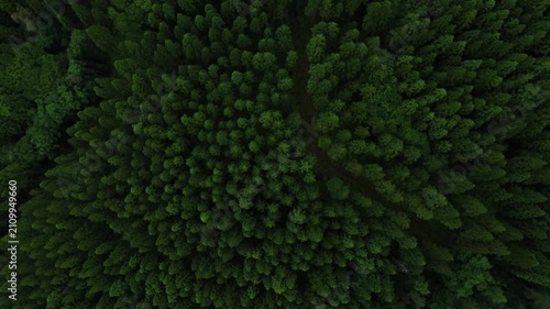 真俯瞰で広がる日本の森林 ドローンによる空撮映像
