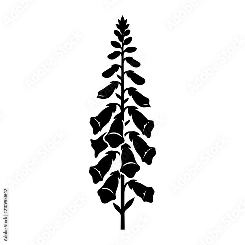 Fotografie Black silhouette of a tall foxglove flower spike with multiple bell shaped bloss
