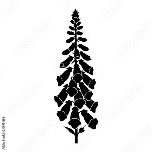 Black silhouette of a tall foxglove flower spike with multiple bell shaped blossoms isolated on a white background, for botanical