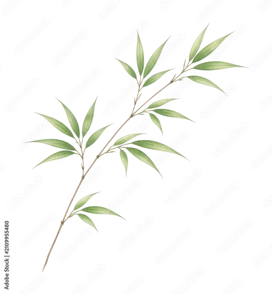 Fototapeta premium PNG Elegant bamboo branch illustration