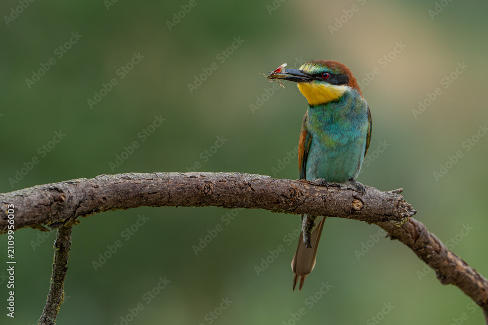Obraz premium Bee-eater.