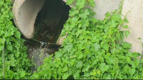 An industrial waste water is draining into public sewer, it surrounded by wild green plants. Representing urban water pollution, sewage system management. Environmental impact from industrial activity