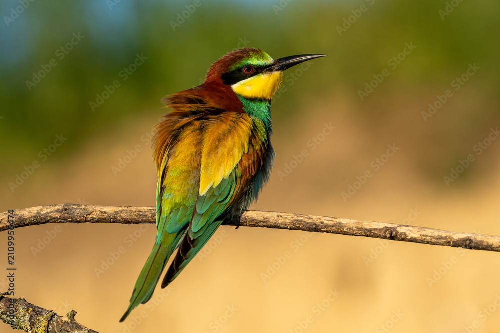 Obraz premium Bee-eater.