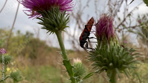 red and black true bug climbs over purple thistle blooms in a late summer meadow under a cloudy sky. Low-angle close-up with soft diffused light