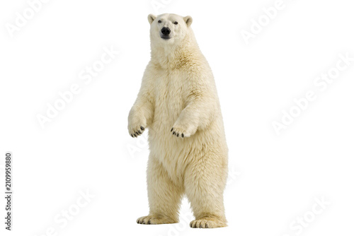 Принти на полотні Polar bear standing on hind legs isolated PNG, full body arctic bear upright pos