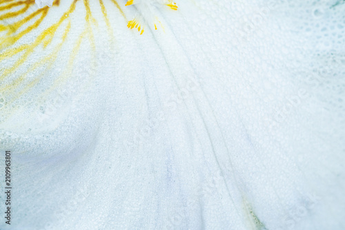 Foto Iris petal macro texture with yellow stamen detail