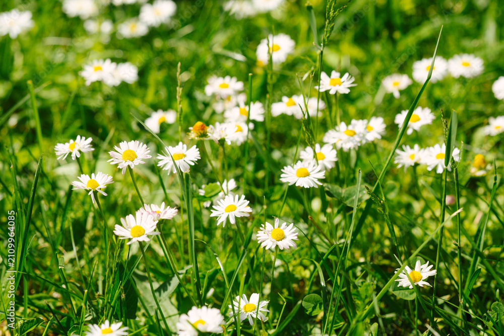 Fototapeta premium Field of white daisies with green grass