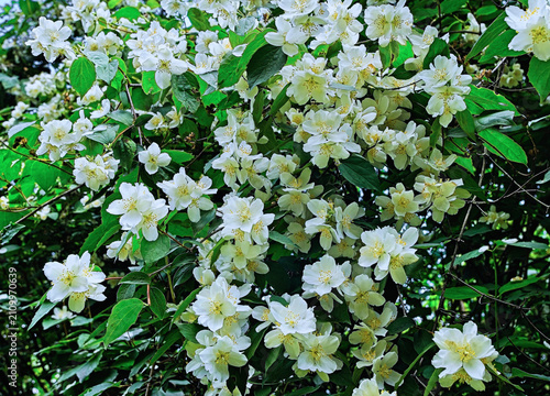 Jasmine branches and flowers close-up