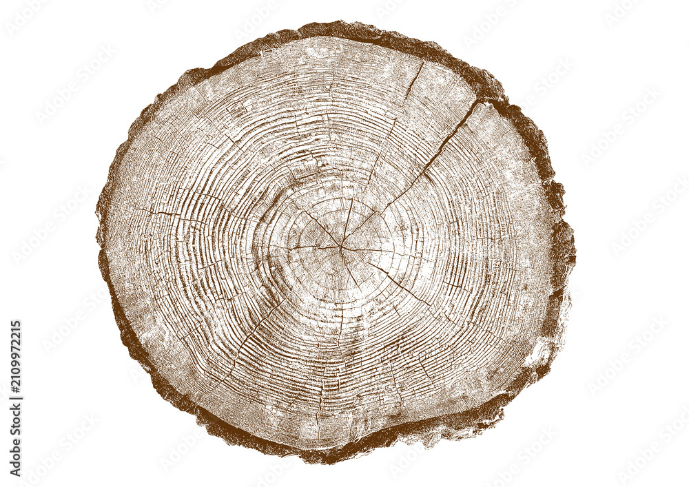 Obraz premium Close up view of a tree stump showing detailed growth rings and bark texture