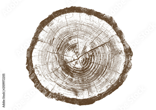 Close up view of a tree stump showing detailed growth rings, brown bark texture