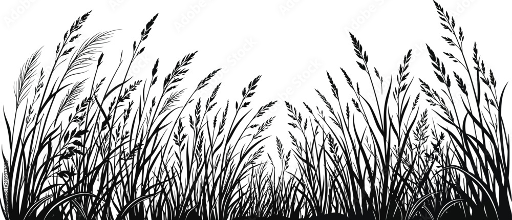 Obraz premium Black and white hand drawn sketch of wild grass meadow field with tall stems and wheat ears for rustic nature design element illustration
