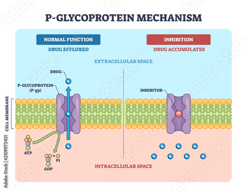 фотографія P-glycoprotein mechanism shows drug efflux vs inhibition across the cell membran