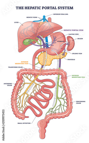 Obraz na plátně Hepatic portal system diagram shows venous flow from intestines to liver, key pa