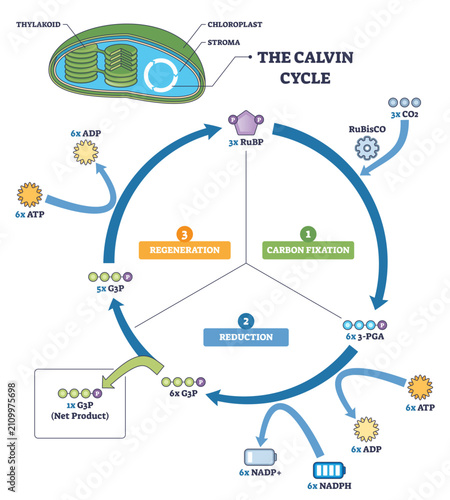 Foto Calvin cycle brief outline shows carbon fixation, reduction, and regeneration in a circular path, highlighting chloroplast inset, RuBisCO with CO2, and ATP-NADPH flow, transparent background