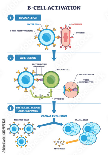 Obraz na plátne B-cell activation diagram shows naive B cell, helper T cell, and antibodies prog